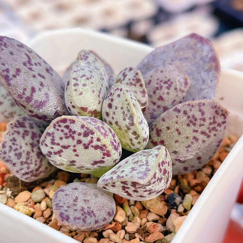 哈默2058水泡 sh2058 天锦章属 多肉植物Adromischus maculatus