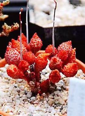 红天鹅水泡多肉 哈默水泡进口 园艺水泡 叶片 叶插苗 一物一拍