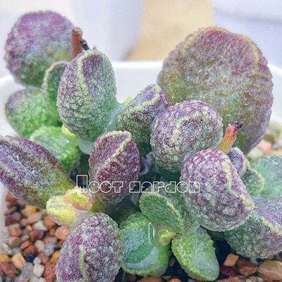 哈默紫水晶水泡 多肉植物 天锦章 奇趣 叶片 叶插苗 一物一拍