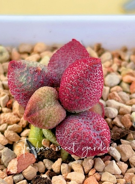 糖果水泡 多肉植物 叶片 叶插苗 一物一拍 稀有 新品