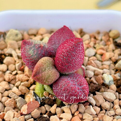 糖果水泡 多肉植物 叶片 叶插苗 一物一拍 稀有 新品