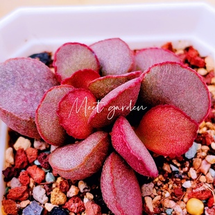 公爵夫人水泡 妖姬 晚霞 多肉植物 正版 叶片 叶插苗 一物一拍