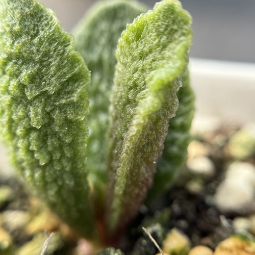 青砚苔 Adromischus sp. Mg.25-0117 多肉水泡植物 叶片 一物一拍