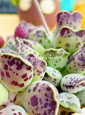 猫耳海豹 水泡多肉 叶片 叶插苗 稀有品种 一物一拍