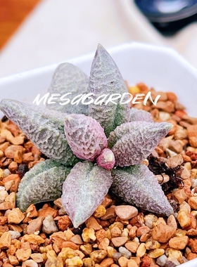 融化纹冰淇淋水泡 进口多肉植物 园艺水泡 叶片 叶插苗 一物一拍