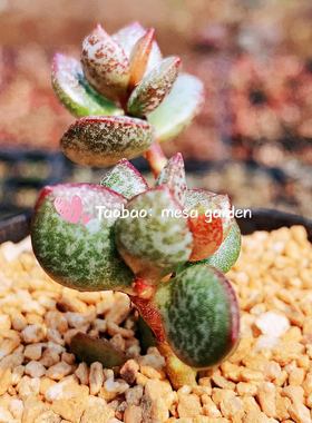 小叶银红水泡 叶片 叶插苗 一物一拍 贵货水泡 稀有水泡