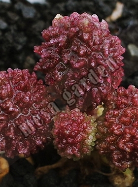 大疣朱子玉水泡多肉叶片叶插苗一物一拍园艺植物净化空气阳台趣味