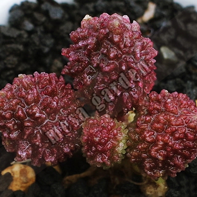 阳台多肉植物趣味净化空气很容易