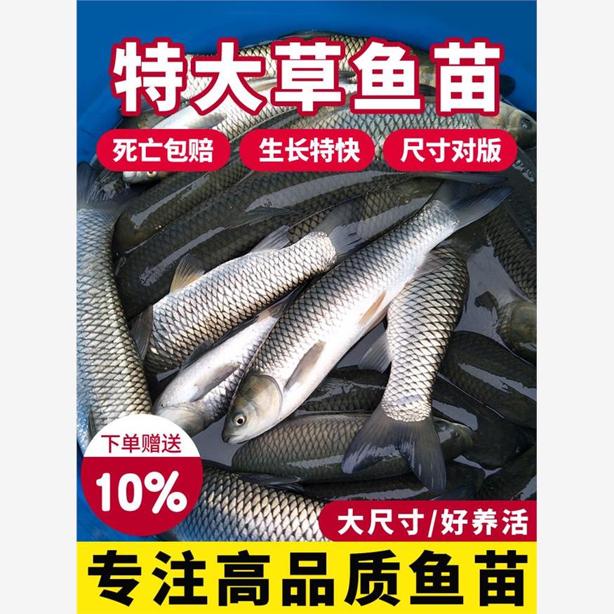 草鱼鱼苗活鱼淡水养殖食用特大草鱼半斤一斤皖鱼冷水观赏鱼小鱼苗