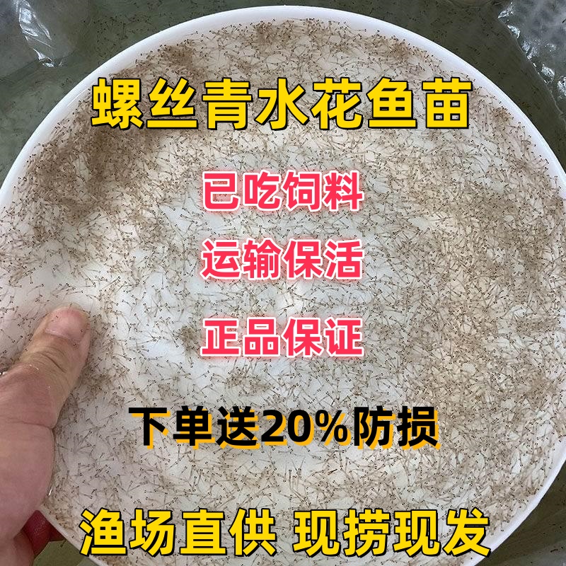 螺丝青鱼苗水花苗螺蛳青水花乌青水花青棒四大家鱼水花苗包邮包活