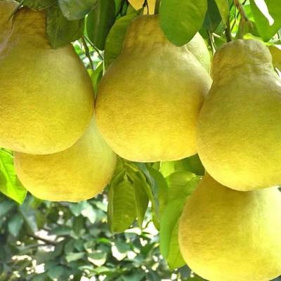 新鲜沙田柚沙田柚子广西沙甜柚