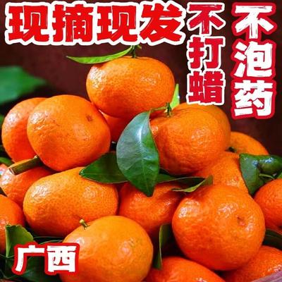 广西无籽砂糖桔新鲜桔子砂糖橘