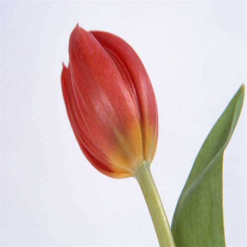 IN 10-30HTPS-EXT-EX22 2m德国进口超快货期欧洲品质原装正品报