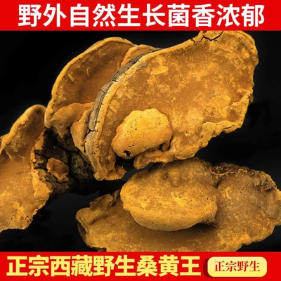 桑黄野生西藏特级干货500g