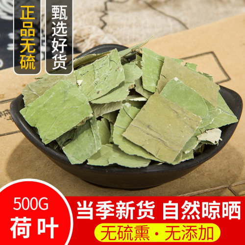精选中药材新鲜无硫荷叶