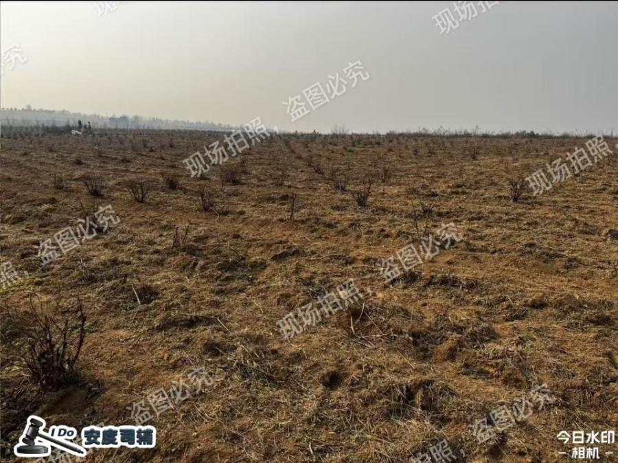 洛宁县小界乡熬庄村、风口村、桥南村及赵村镇土桥村的药用牡丹