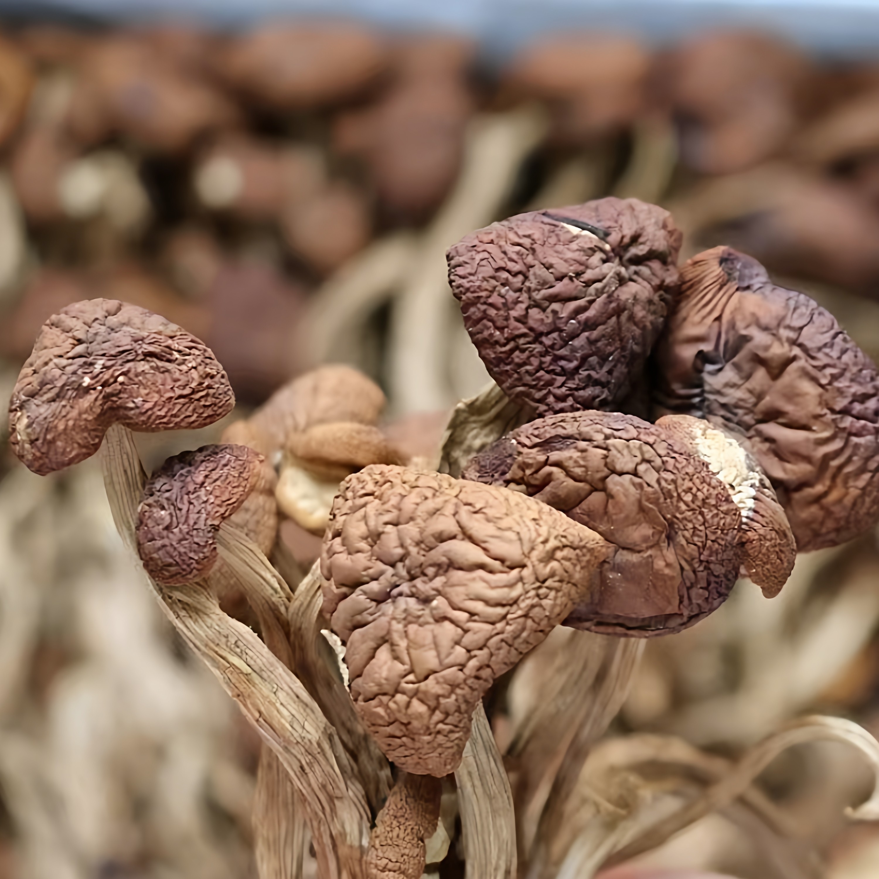 江西广昌茶树菇干货不开伞250g食用营养菌菇煲汤食材特产散装,传统滋补营养品,药膳养生汤料,淘宝优惠券,粉丝福利购,淘宝优惠卷