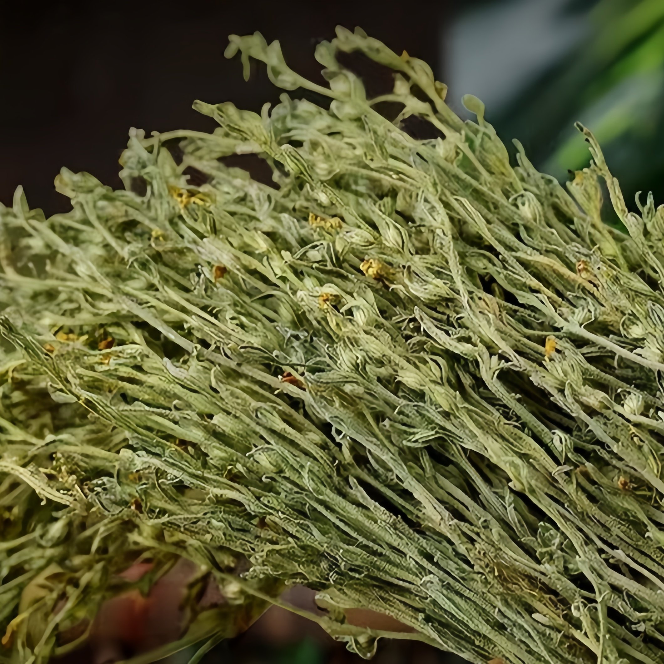 独脚金 疳积草小儿汤料煲汤孩儿草中药材