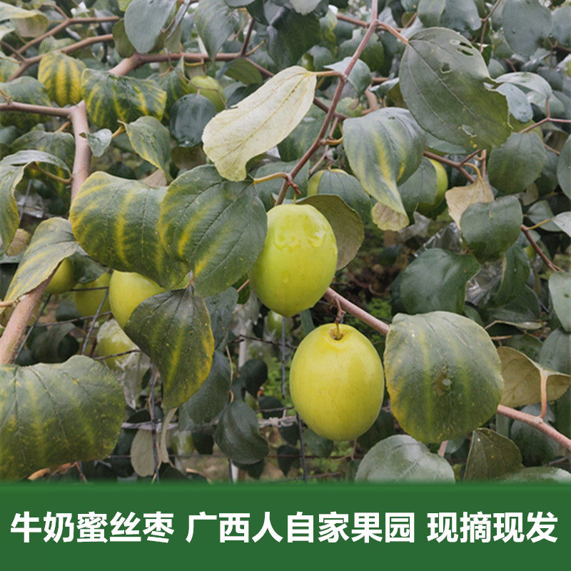 老蒙亲选广西新鲜牛奶蜜丝枣9斤现摘现发脆甜当季水果精品大青枣
