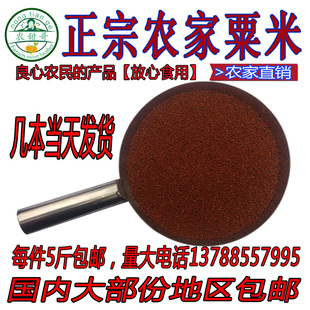 【农甜哥】容县特产鸭脚粟龙爪粟鸡爪粟拳头栗红粟米掺子5斤包邮