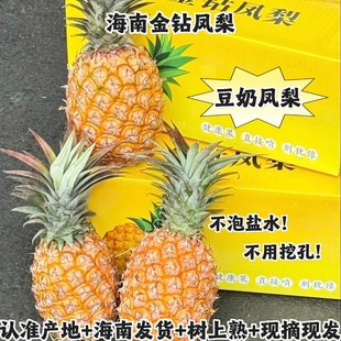 海南金钻凤梨正宗海南发货自然熟应季新鲜水果豆奶香赤道果甜蜜蜜