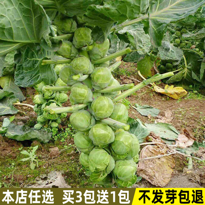 孢子甘蓝蔬菜种籽小包菜四季盆栽
