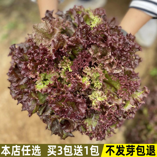 紫叶生菜种子四季易种沙拉生菜籽