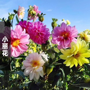 小丽花种子室内阳台盆栽花籽四季易活花种子室外庭院花卉花种籽子