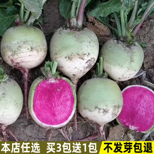 心里美萝卜种子满堂红红心萝卜籽