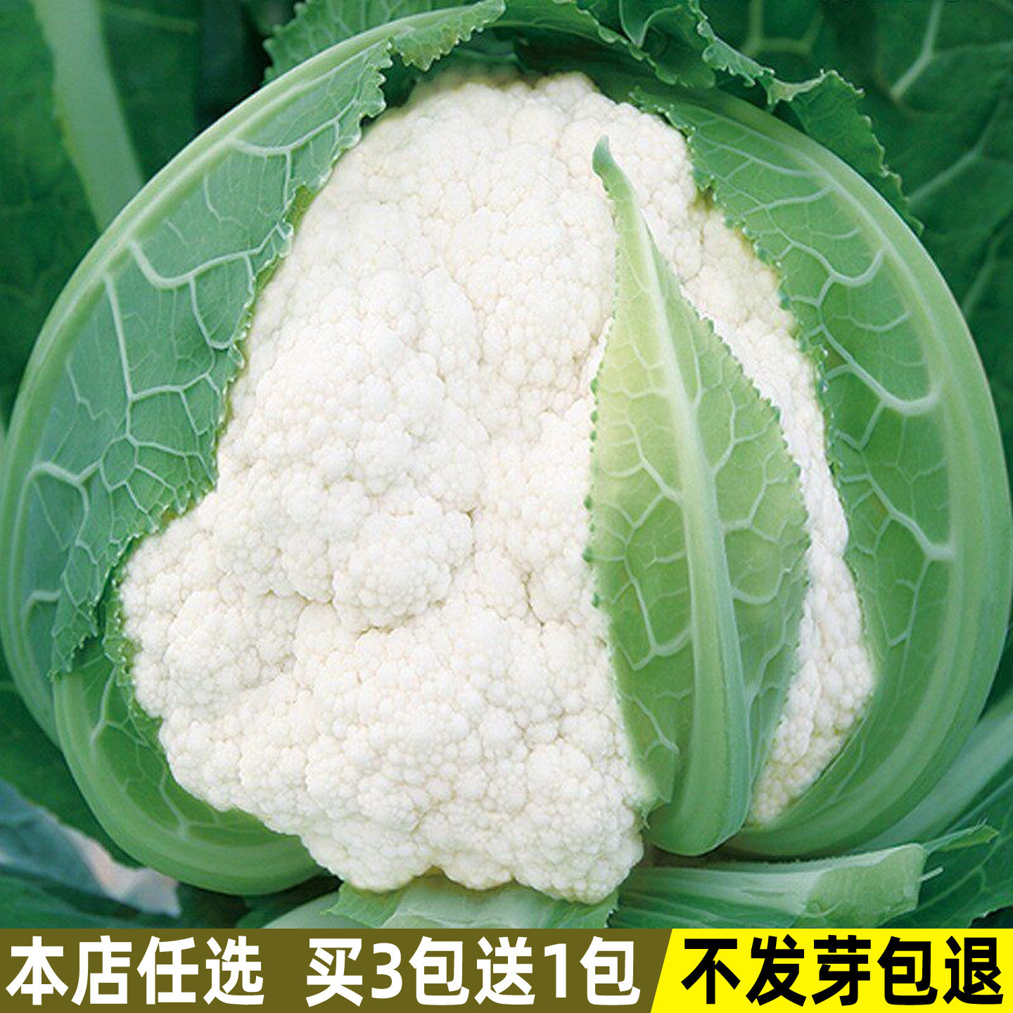 花椰菜种子白菜花种籽花菜种籽四季盆栽庭院种植菜籽种蔬菜种子孑