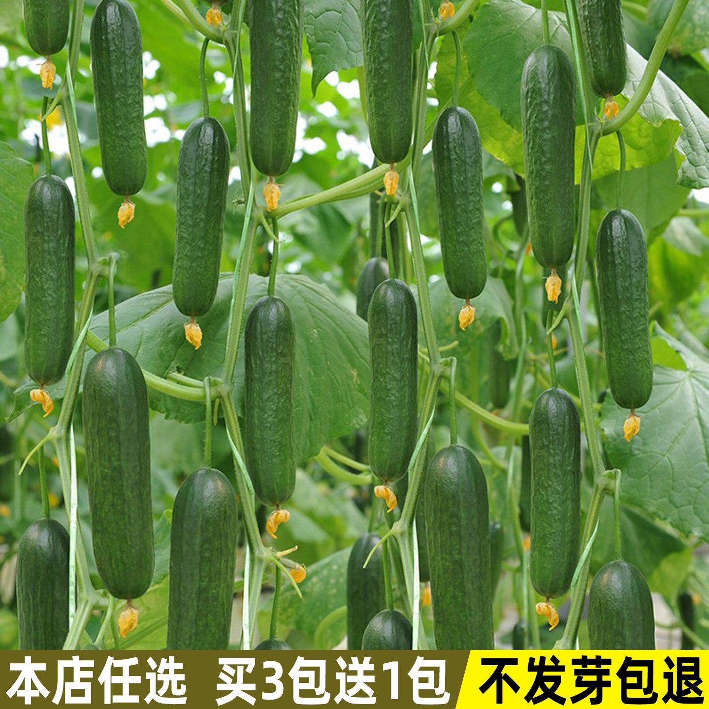 无刺水果黄瓜种子小黄瓜种籽子甜脆青瓜阳台四季种植庭院秋季蔬菜