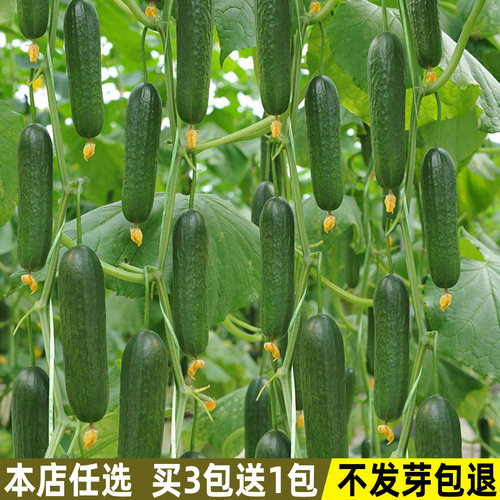 无刺水果黄瓜种子四季易种小黄瓜