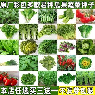 蔬菜种子四季播庭院阳台种菜盆栽生菜黄瓜西瓜香菜春季菜籽种大全