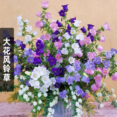 大花风铃草种子风铃花种易种对版