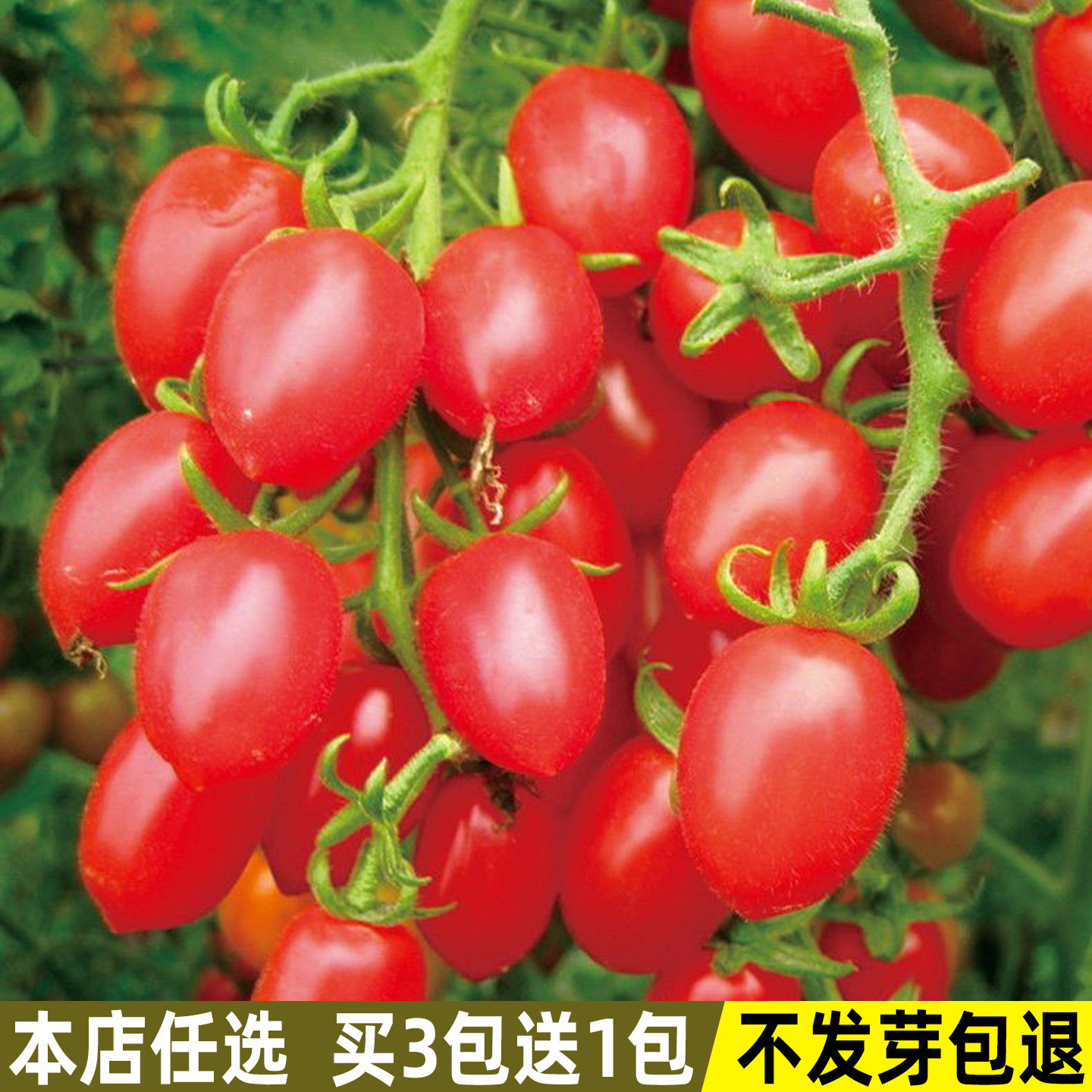 红圣女果种子小番茄种子西红柿四季阳台盆栽庭院水果蔬菜种子大全