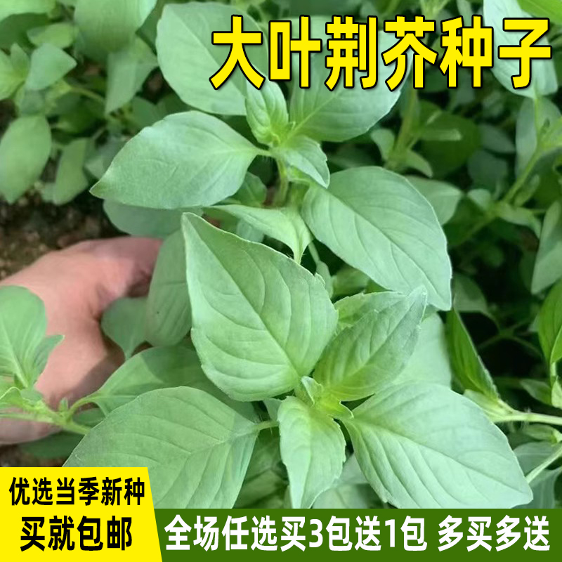 四季播种蔬菜大叶荆芥种好吃易活