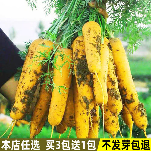 齐头黄胡萝卜种子农家秋季蔬菜籽