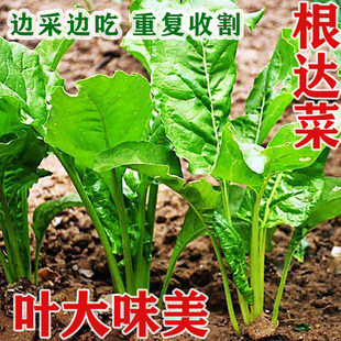 阳台盆栽家庭菜园蔬菜种子 根达菜种子牛皮菜种籽君达菜厚皮菜四季