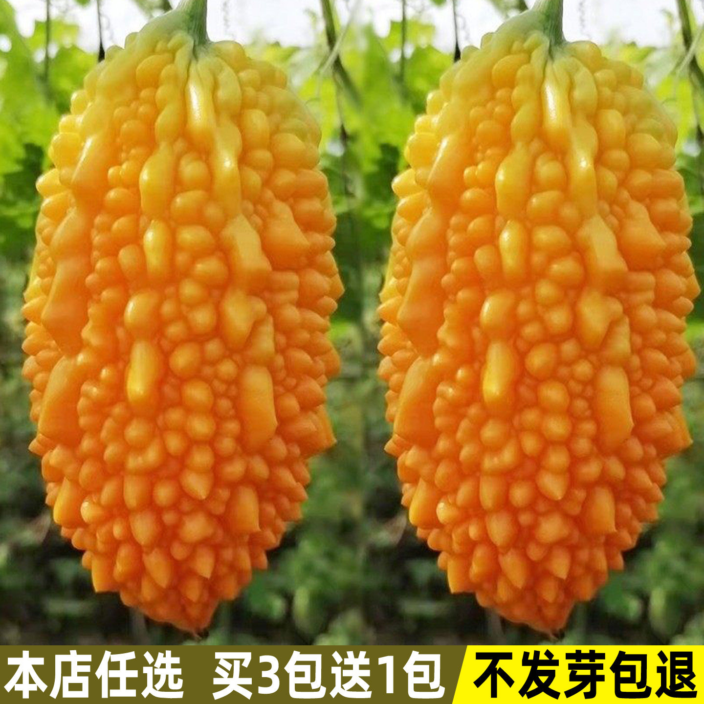 金赖瓜种子赖葡萄金铃子癞瓜籽春季水果种子夏秋四季盆栽蔬菜种子