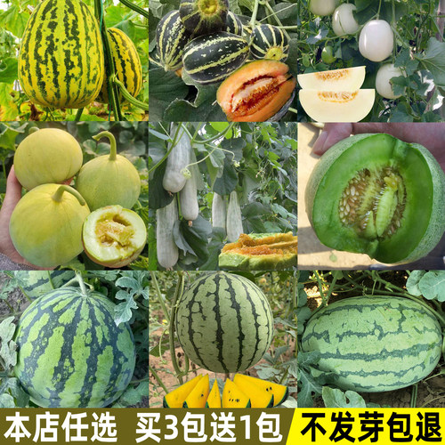 羊角蜜甜瓜麒麟西瓜种子大全