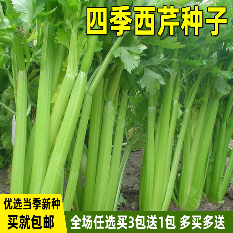 四季西芹种子玻璃翠实芹菜种籽盆栽菜籽阳台庭院菜籽种蔬菜种子孑