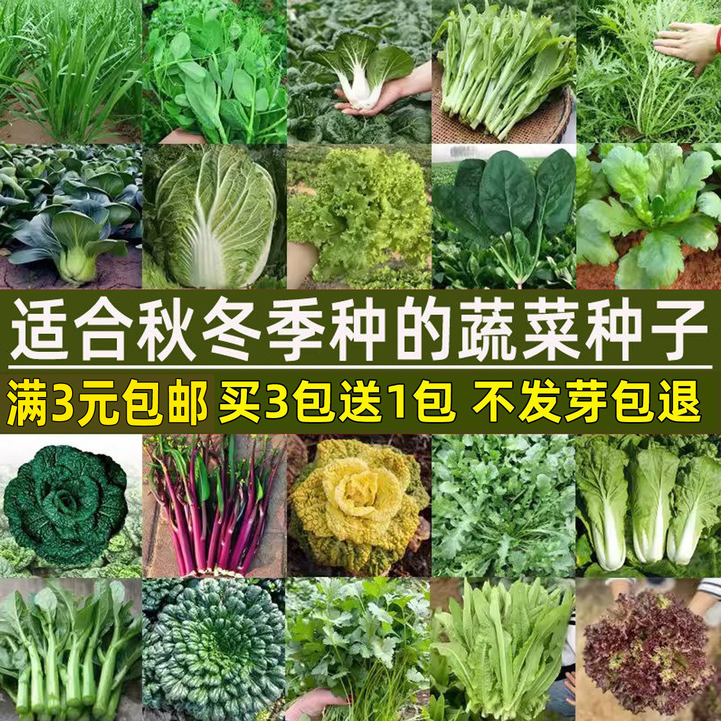 秋天秋冬季蔬菜种子大全四季盆栽菠菜香菜白菜种籽荠菜生菜籽种孑