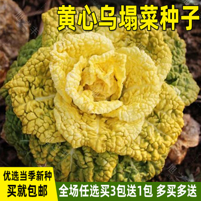 黄心乌菊花菜种子秋冬季乌塌菜籽