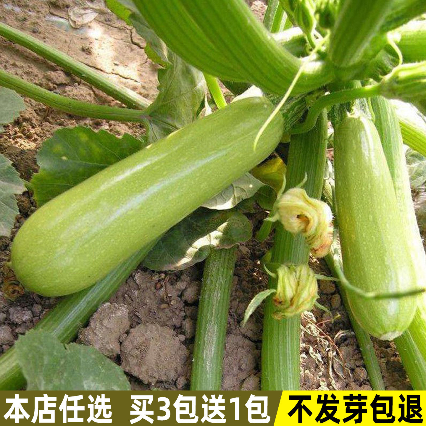 西葫芦种子菜瓜籽角瓜西葫芦种籽春季夏季秋季四季菜种籽蔬菜种子