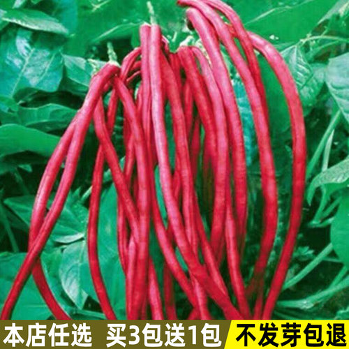 满地红无架豆种子四季易种长豇豆
