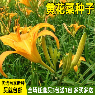 黄花菜种子野生金针菜四季种植