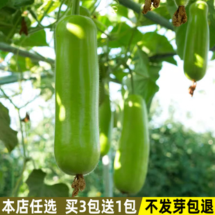 瓠瓜种子瓠子瓜种籽蒲瓜种子春夏秋季庭院菜籽菜种子四季蔬菜种子