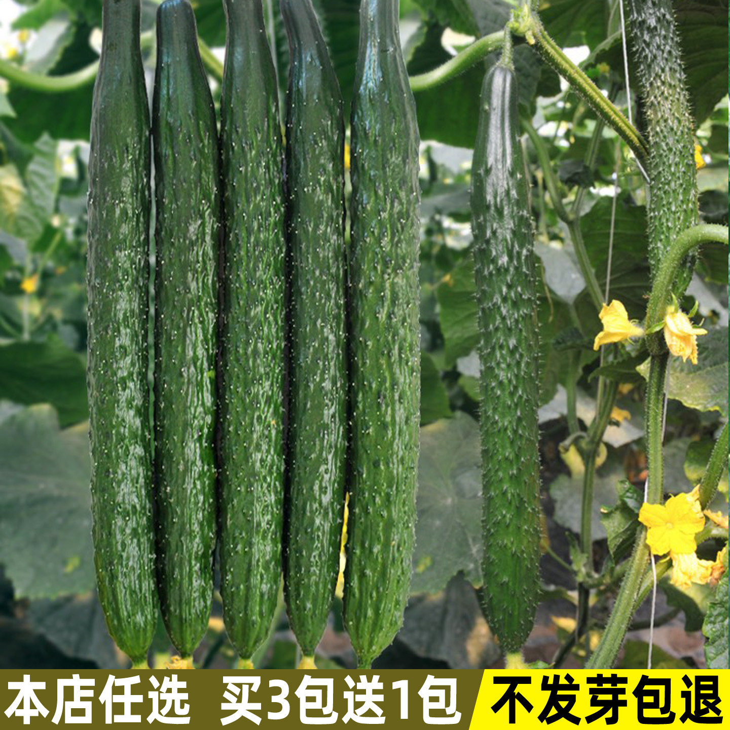 津研四号黄瓜种子青瓜刺黄瓜种籽子水果春秋四季阳台庭院蔬菜种子