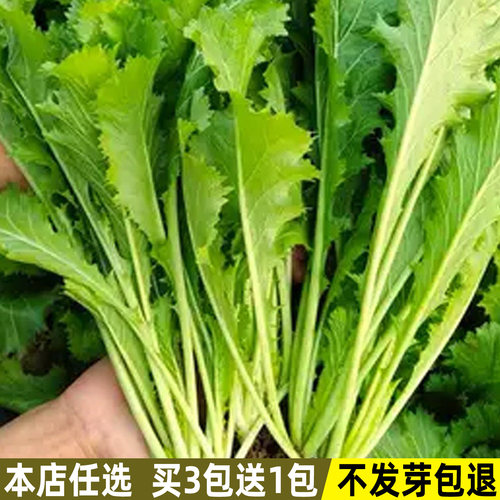 九头鸟大叶雪里蕻种子腌菜泡菜籽
