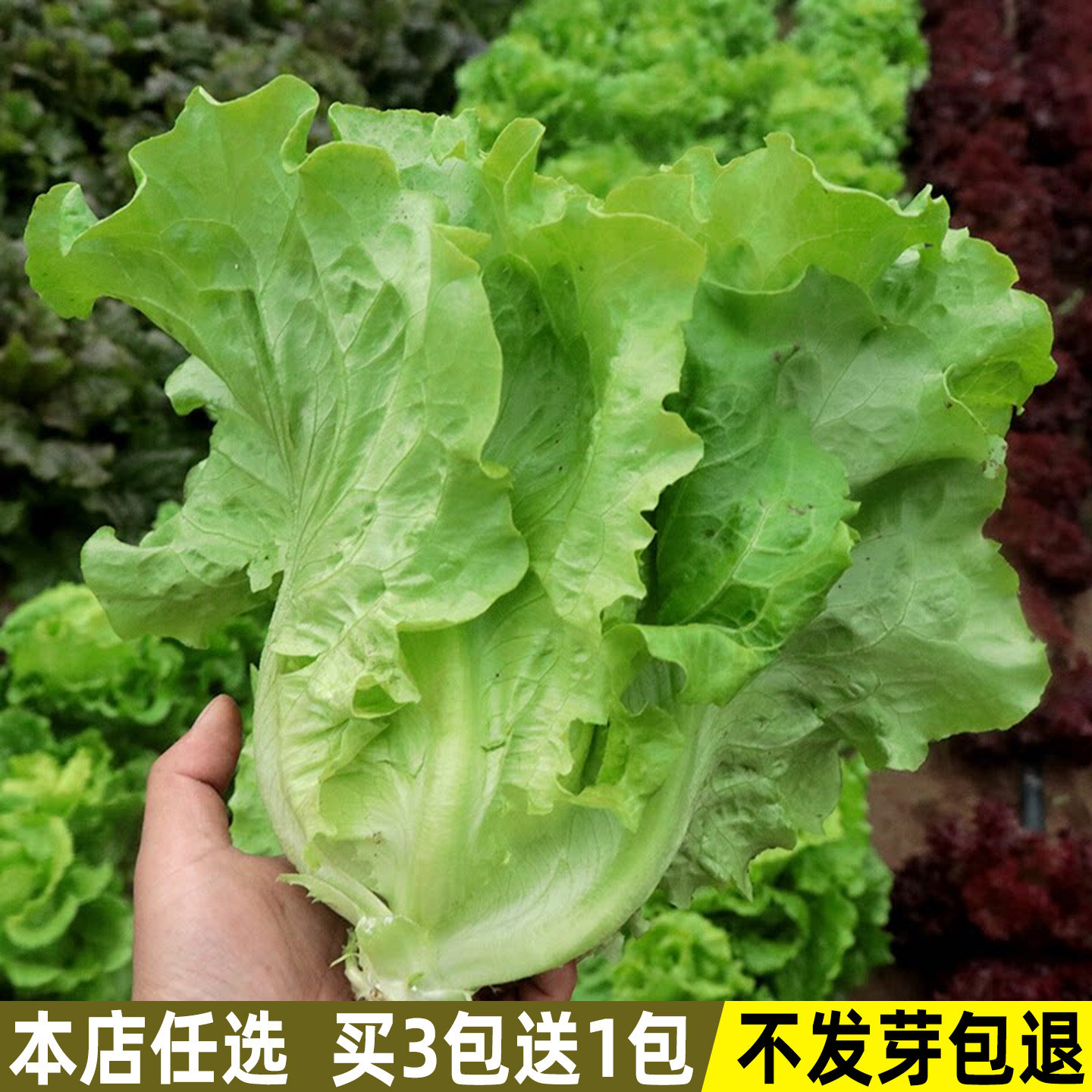 意大利生菜种子四季生菜种籽春夏秋冬季菜籽阳台盆栽种植蔬菜种子